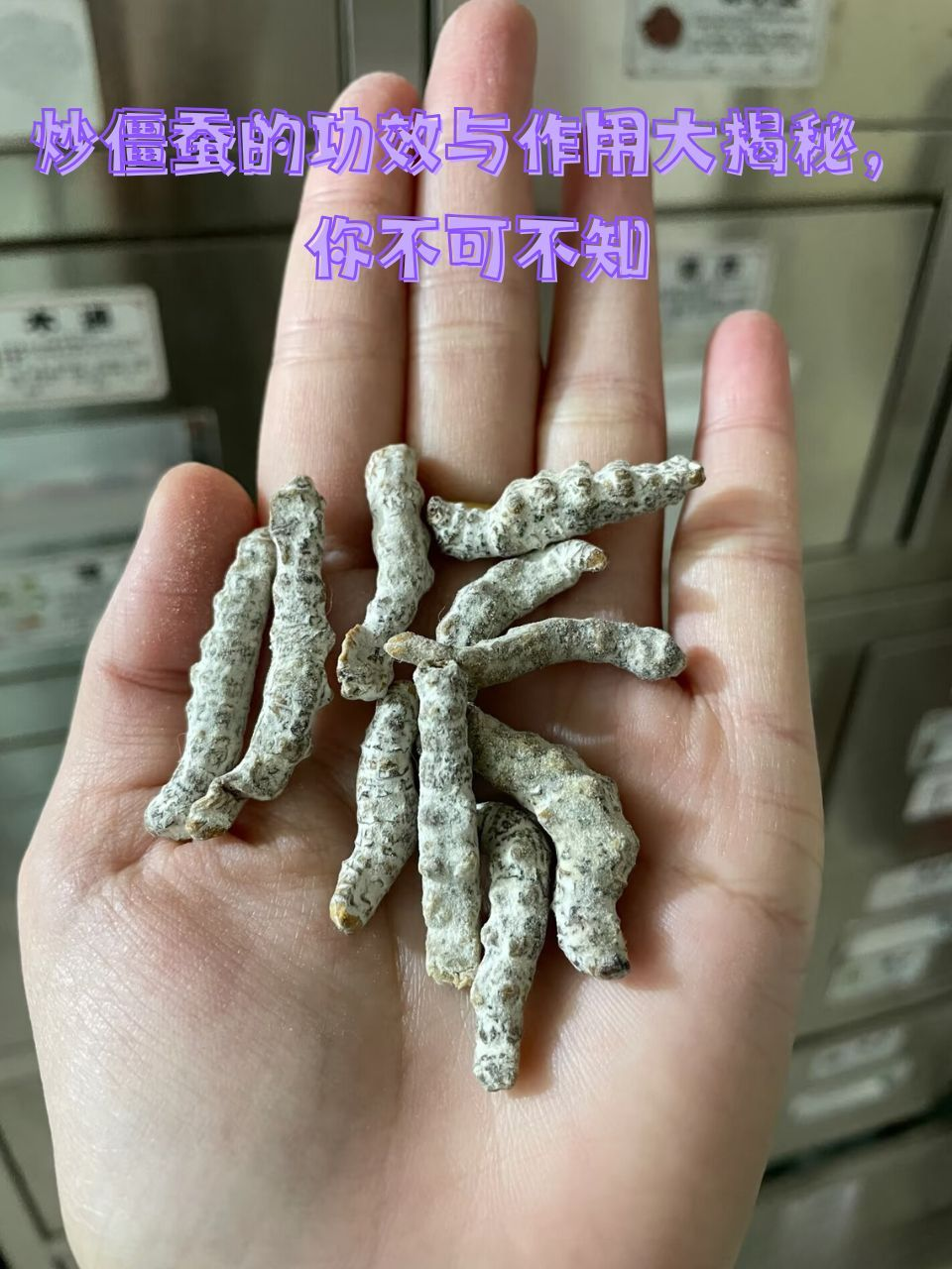 僵蚕的功效与作用有哪些?看完这篇你就明白了