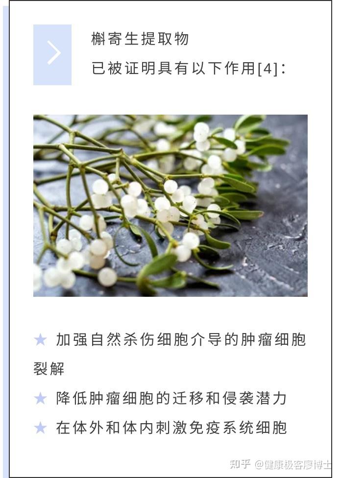 揭秘槲寄生的功效与作用(原来它对健康帮助这么大)