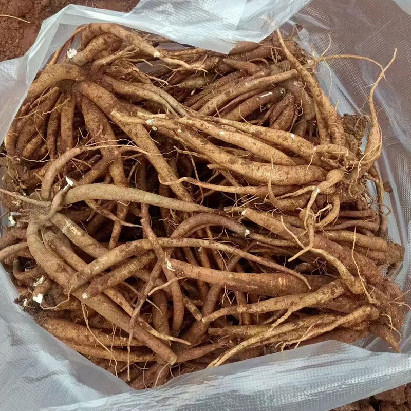 当归的功效与作用有哪些?(附带几种家常当归吃法)