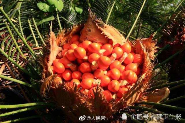 铁树果的功效与作用是什么?医生提醒乱吃可能中毒!