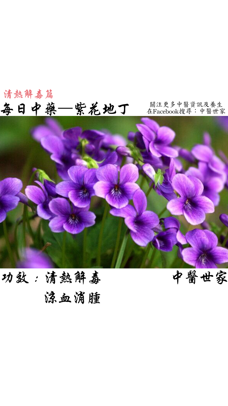 紫花地丁的功效与作用真不少,清热解毒效果原来这么好。
