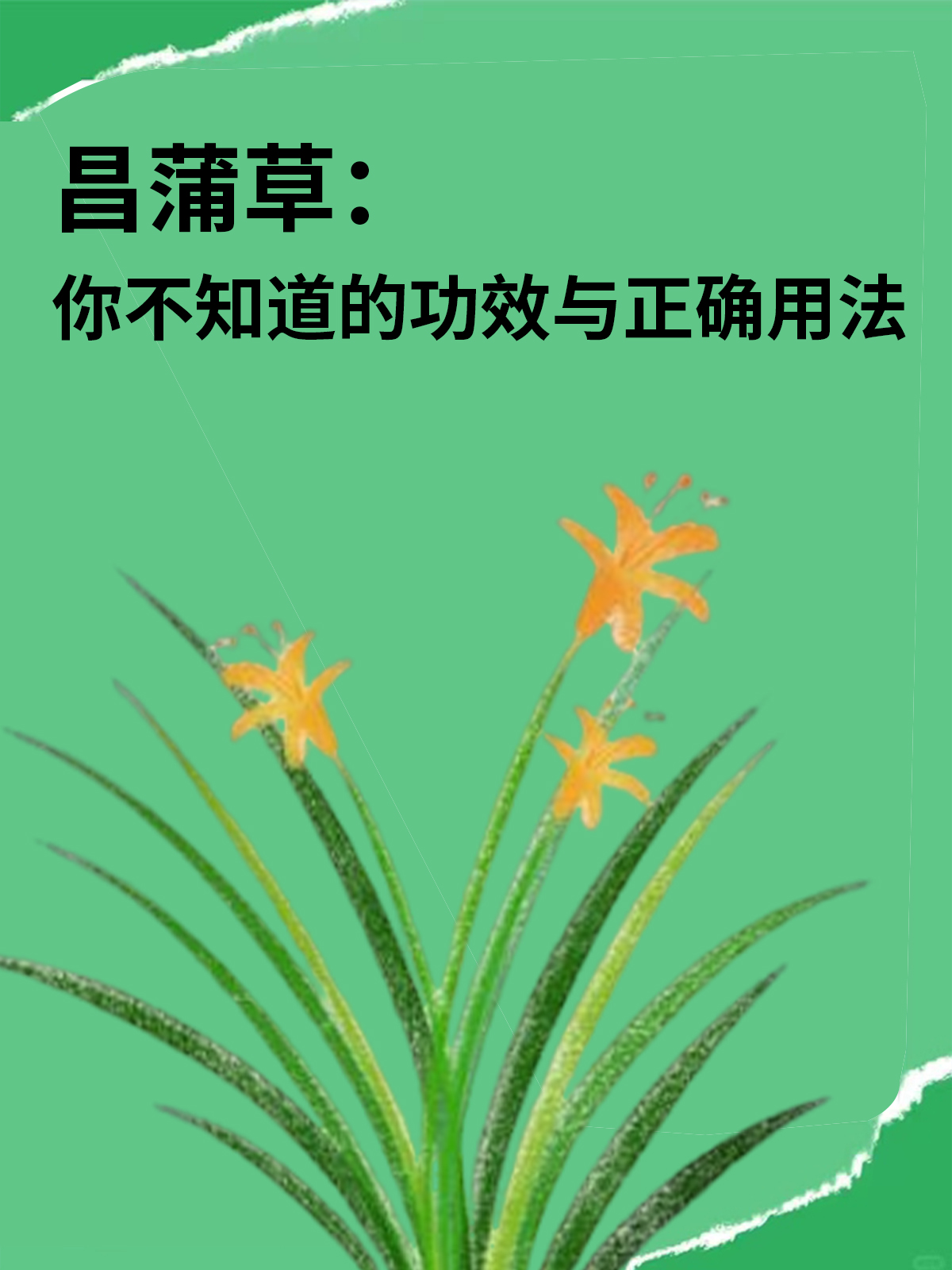 详解石菖蒲的功效与作用,原来对身体这么有帮助!