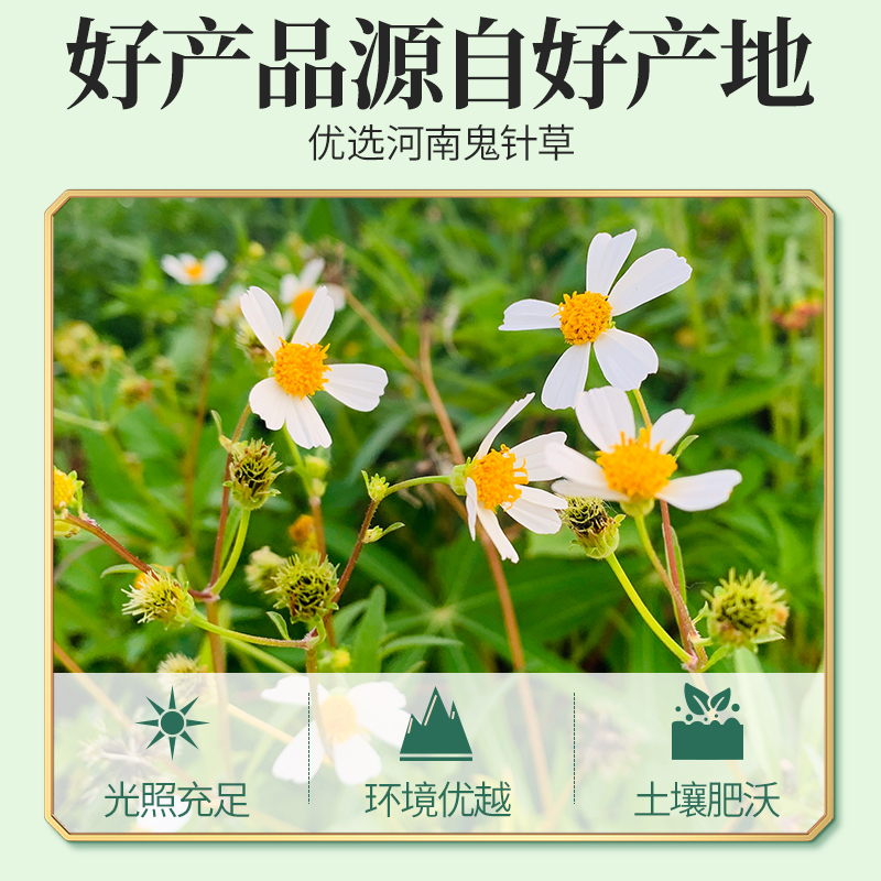 鬼针草的功效与作用能降三高吗?听听专家怎么说怎么用。