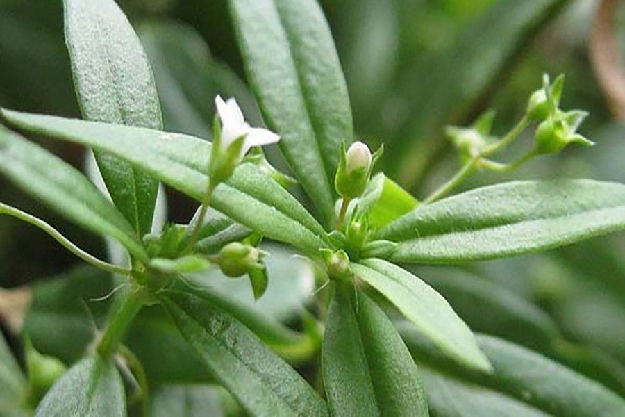 白花蛇舌草的功效与作用?医师详解正确用法!