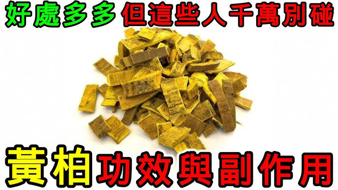 黄柏的功效与作用很强大,但要注意这几点禁忌!