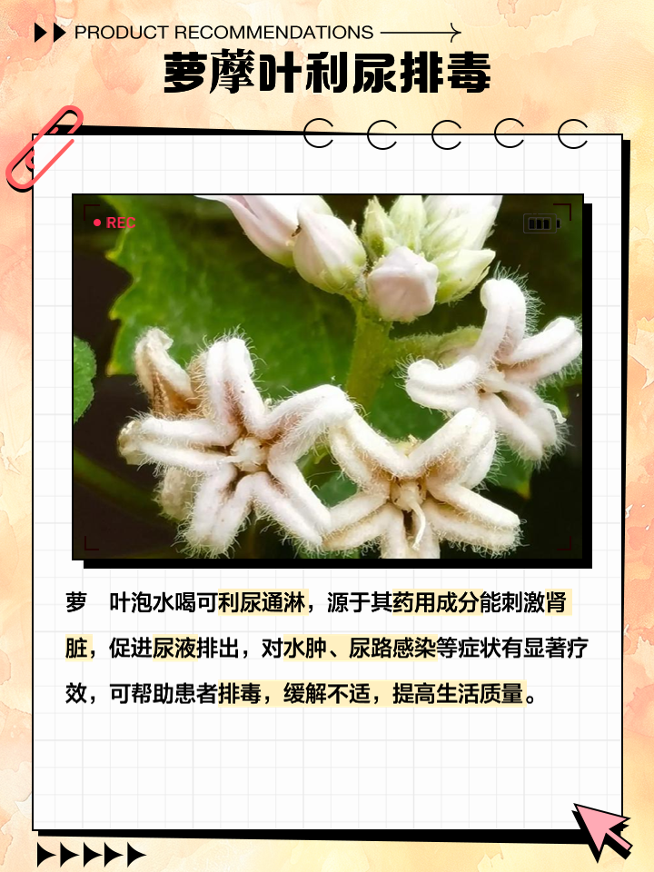 想知道萝藦的功效与作用吗?了解这些好处对身体好。