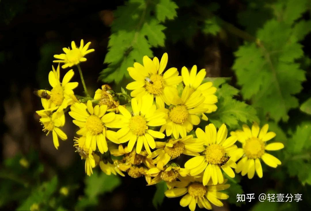 野菊花的功效与作用有哪些?这几点你一定要知道!