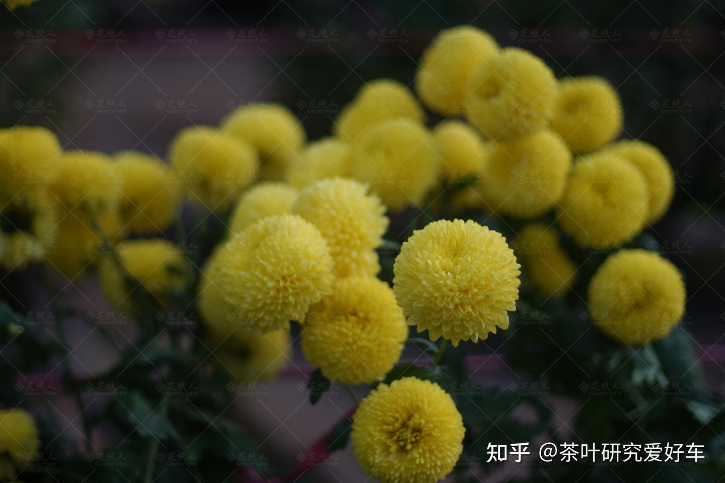 野菊花的功效与作用有哪些?这几点你一定要知道!