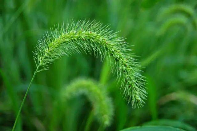 狗尾草的功效与作用是什么?(煮水喝竟然有这些好处)