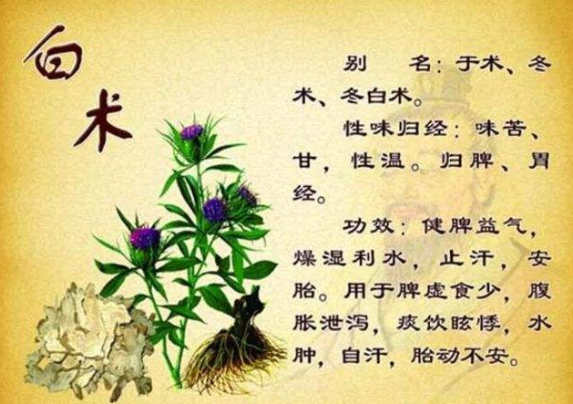 了解白术的作用与功效,这样用才能发挥大效果!