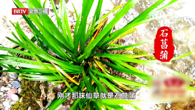 菖蒲的功效与作用:夏季养生,用它就对了!