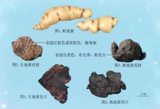 地黄的作用和功效揭秘!生地黄和熟地黄原来功效大不同!