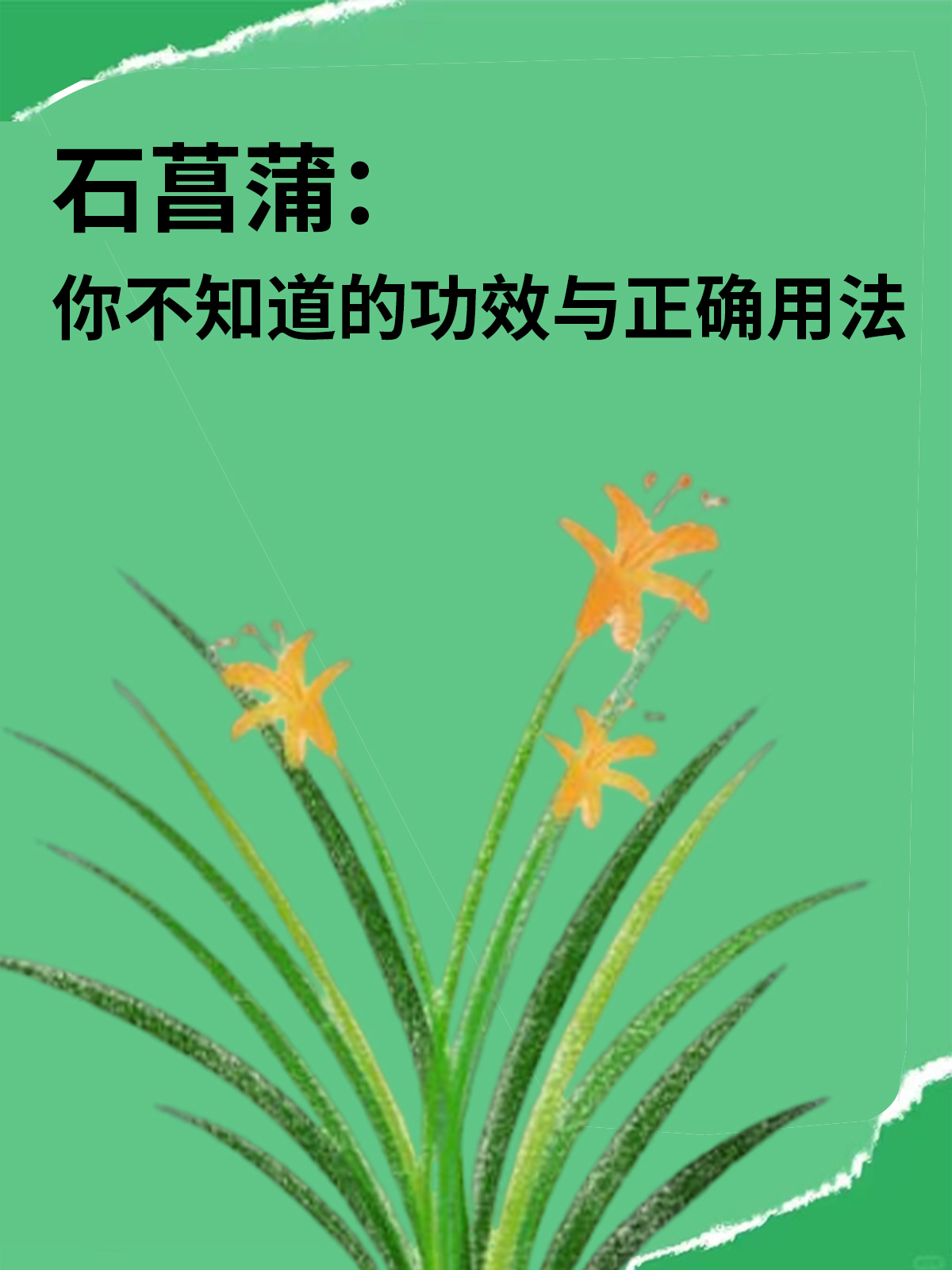 石菖蒲的作用与功效你知道吗?日常保健少不了它!