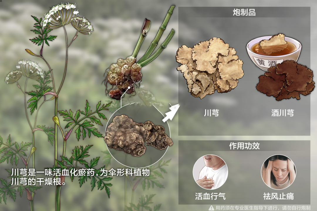 川芎的作用与功效详解,活血行气原来这么简单!