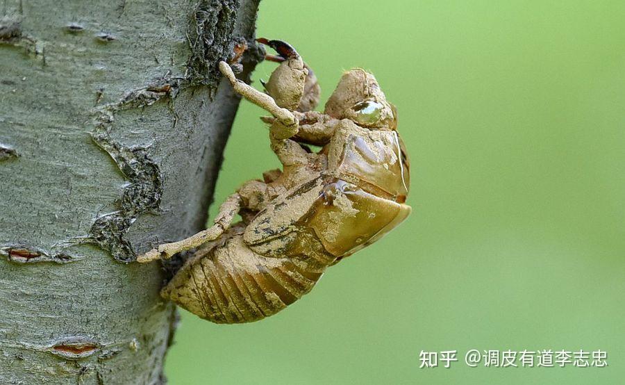 蝉蜕的功效与作用是什么?对小儿惊风和皮肤瘙痒管用吗?