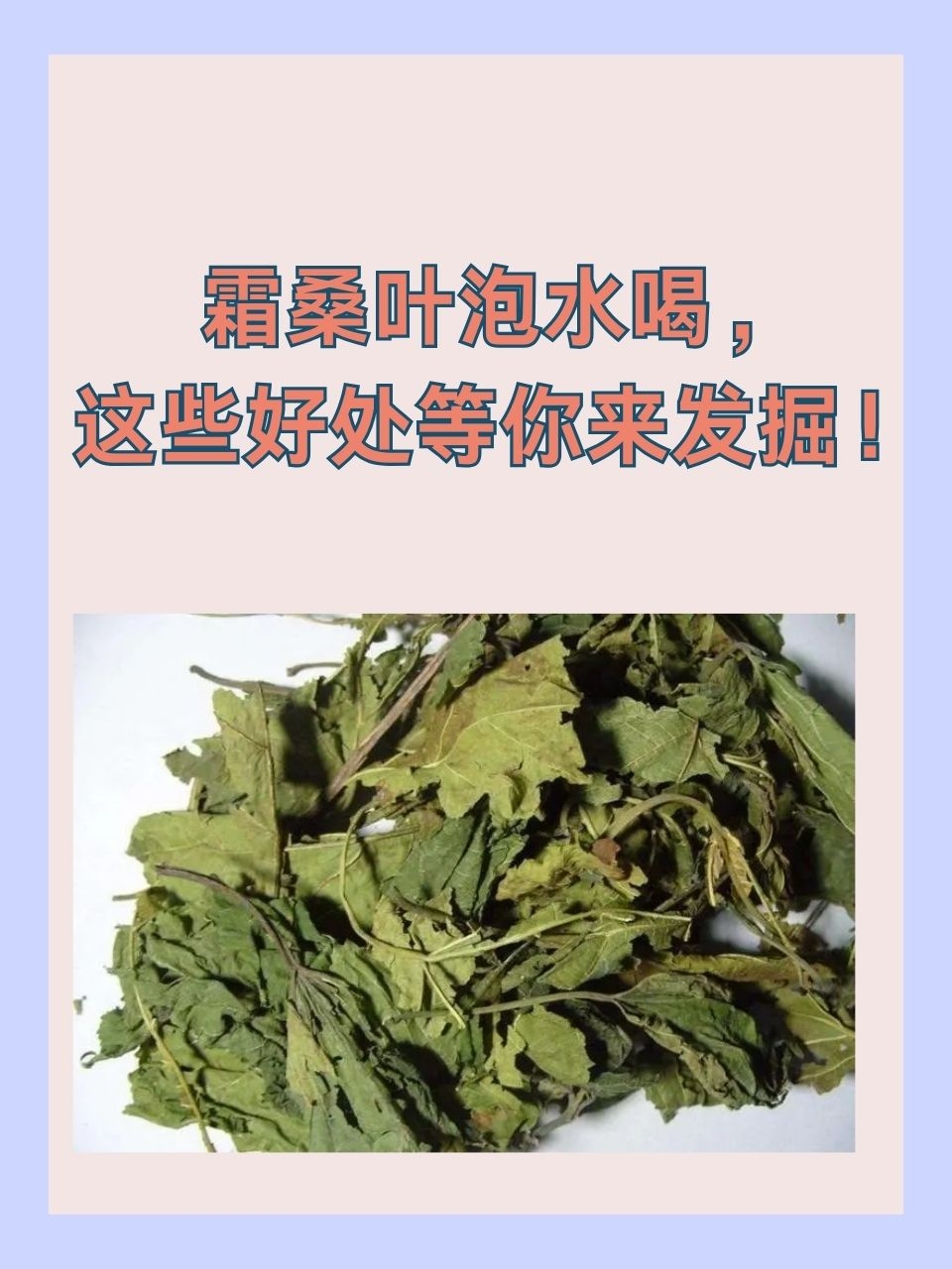 霜桑叶的功效与作用是什么？了解这些好处对身体好