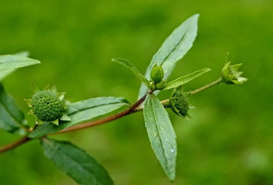 想知道旱莲草的功效与作用?这篇文章给你讲得清清楚楚!