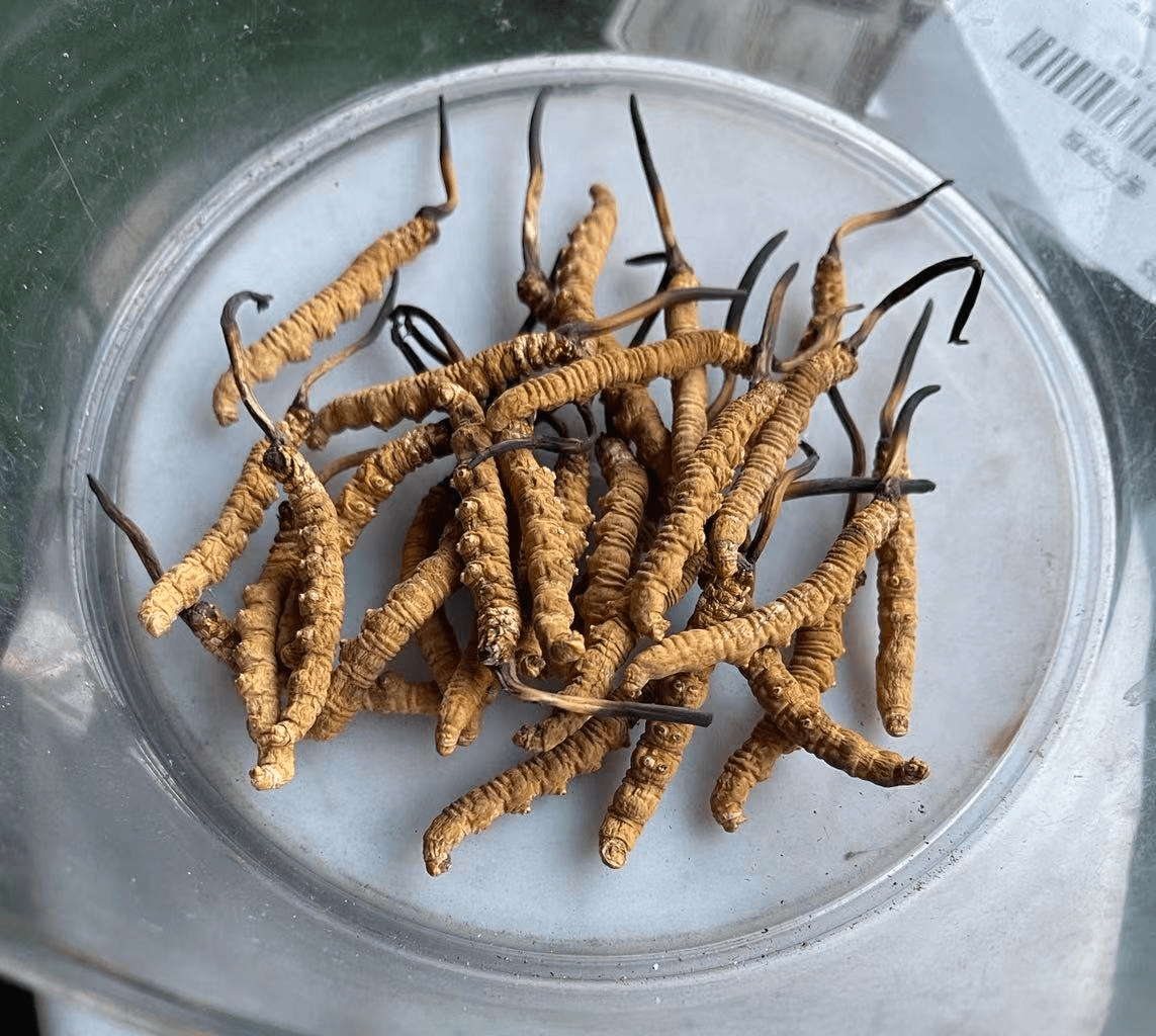 冬虫夏草的功效有哪些?吃多久才能见效呢?