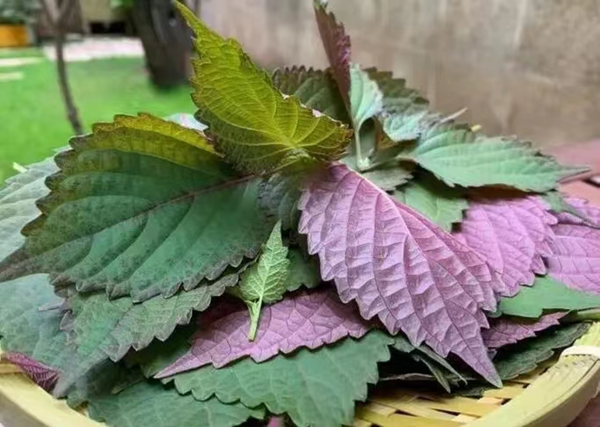 紫苏的功效与作用是什么?吃紫苏有什么好处?
